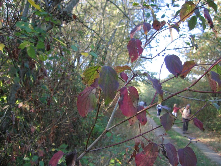 Cornus sanguinea